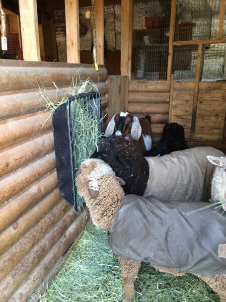 Plastic Tub Goat Feeder