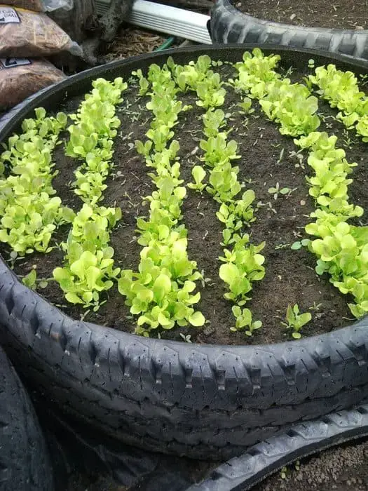 Raised Tire Garden