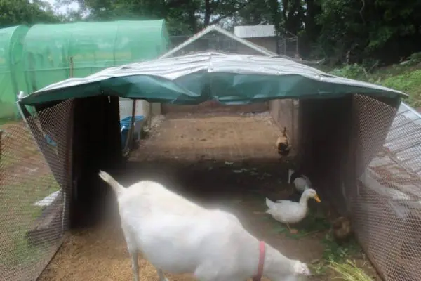 Recycled Material Duck House