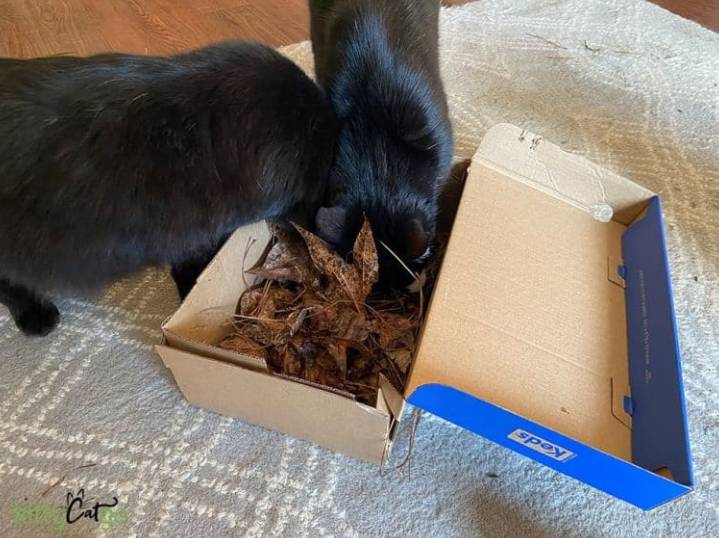 Sensory Box by KittycatGo