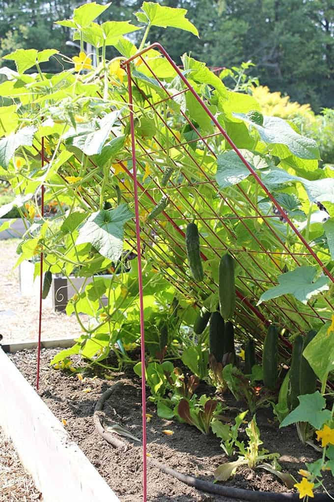  Simple Cucumber Trellis