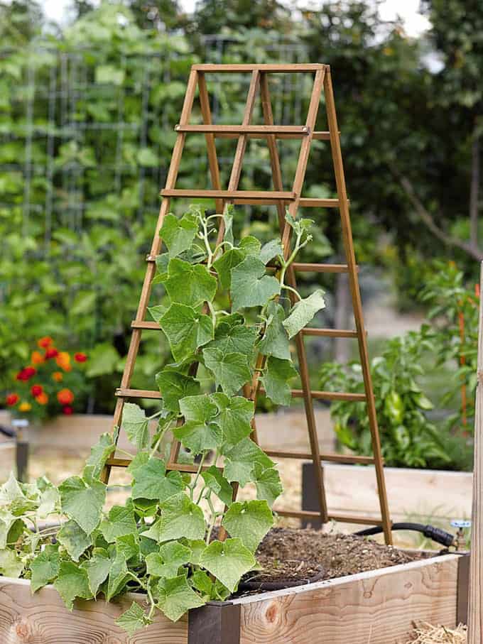  Simple and Sturdy A-Frame Wood Trellis Panels for Garden and Pots