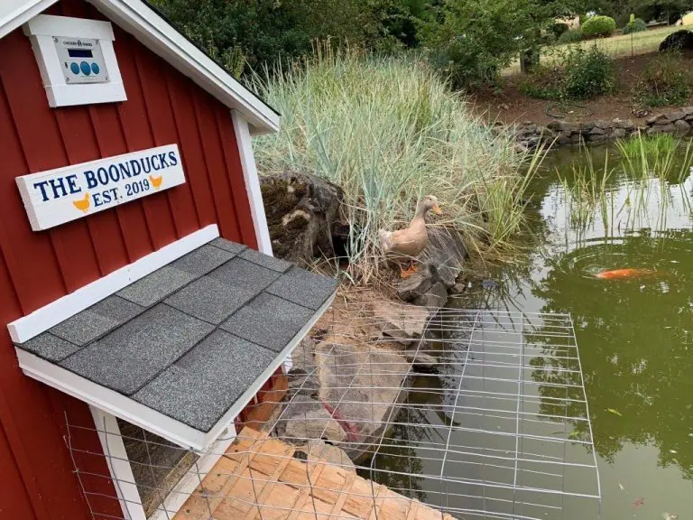 Small Duck House