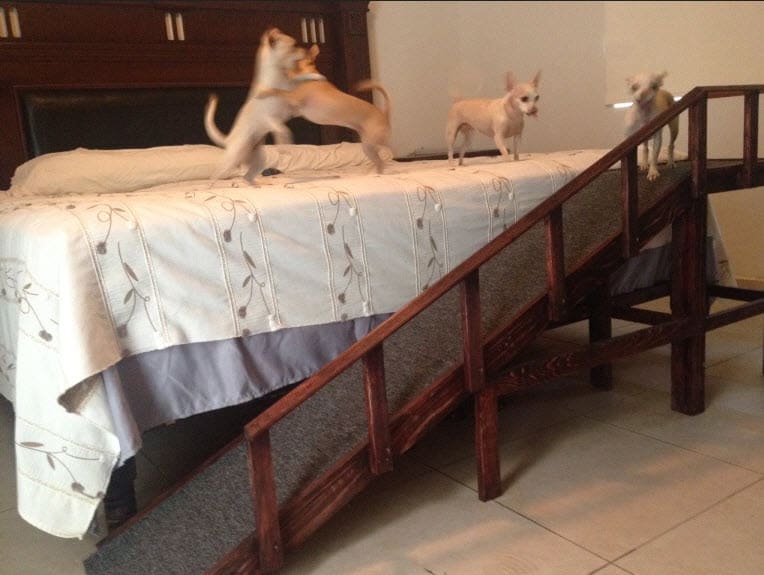 Stylish Pet Access Solution