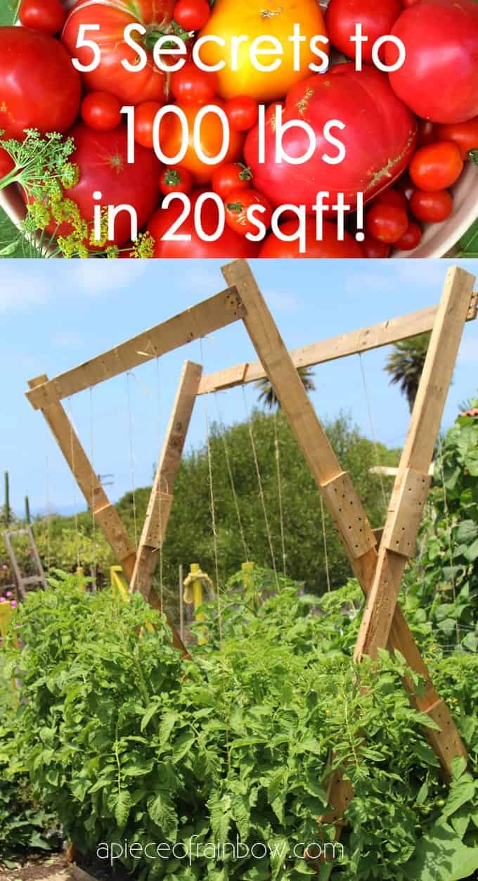 Tomato Trellis Outperforms Tomato Cages 