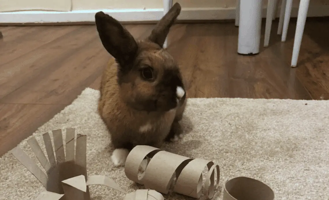 Twenty+ DIY Rabbit Toys That Are Free or Cheap and Easy to Make 