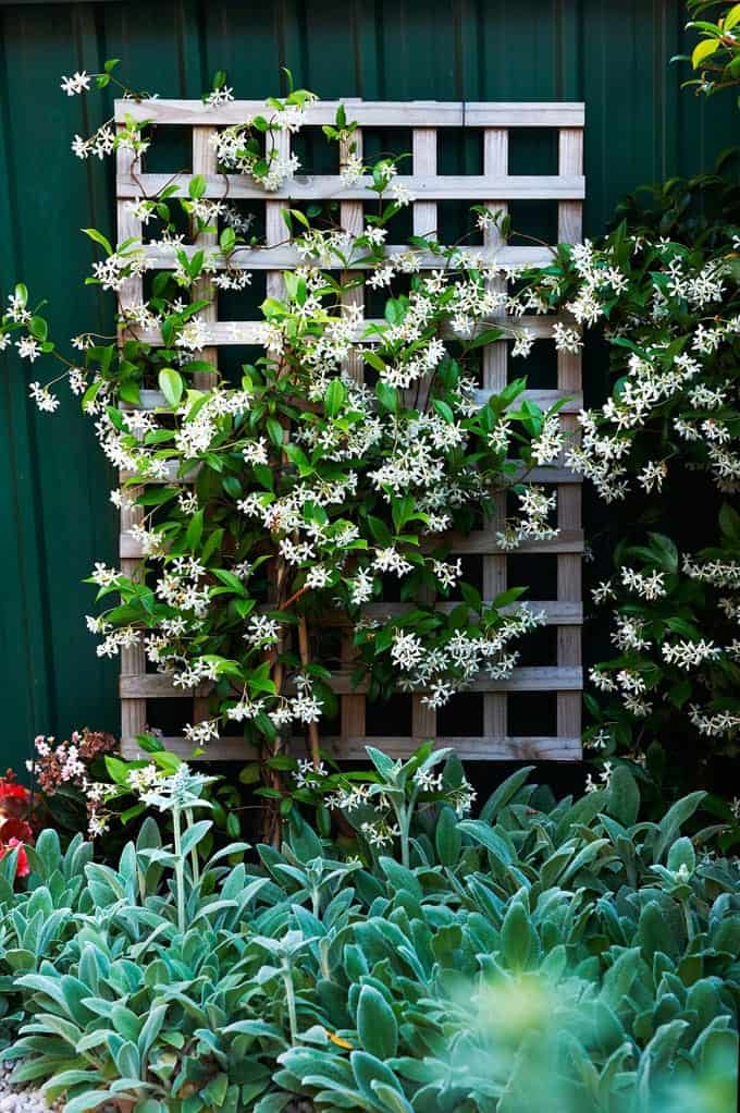 Wall Trellis Ideas