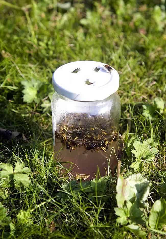How to Make Homemade Wasp Traps That Work