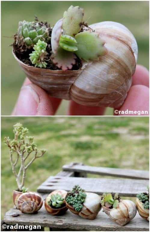 Repurposed Seashell Planters