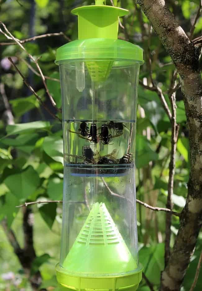 Best Wasp Traps