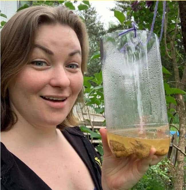 Homemade Wasp Trap