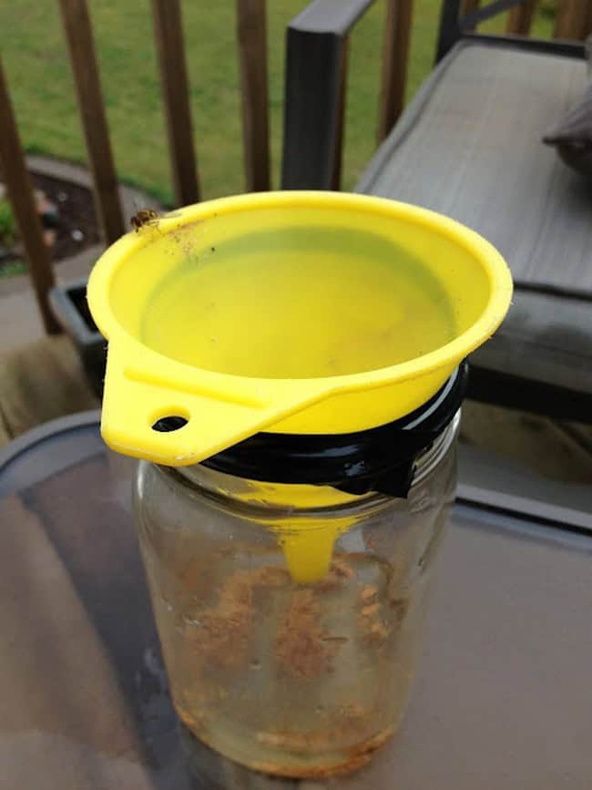 DIY Hornet and Wasp trap