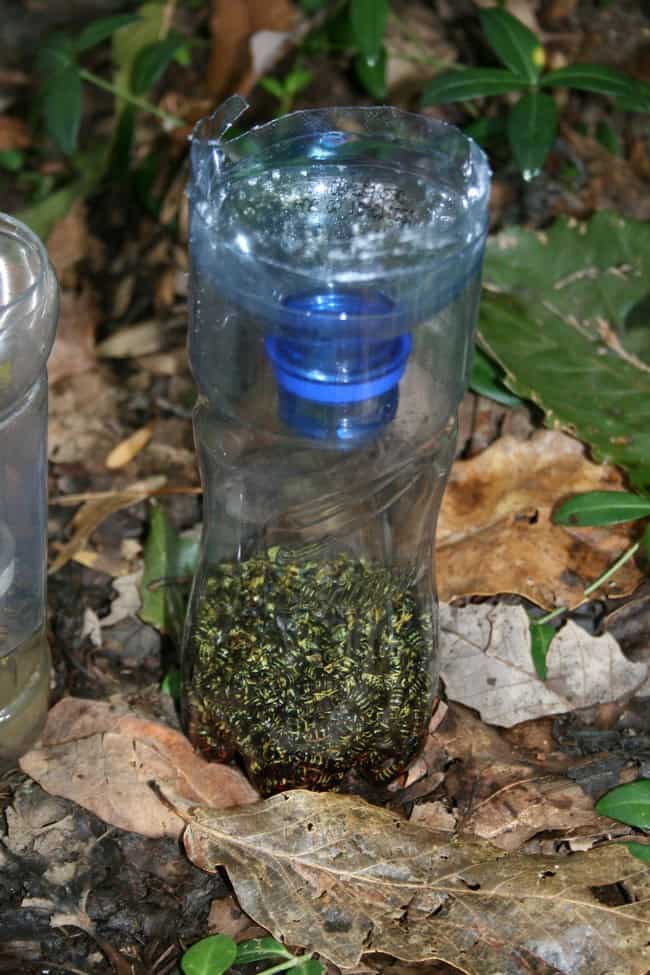 DIY Yellow Jacket Bottle Trap