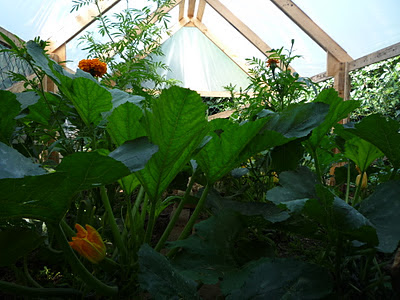 5 Euro Pallet Wood Greenhouse Plans