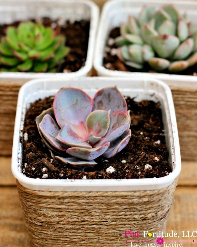 Easy DIY Succulent Planter Project