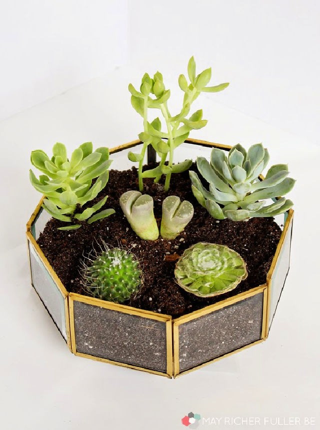 Brass Light Fixture Succulent Terrarium