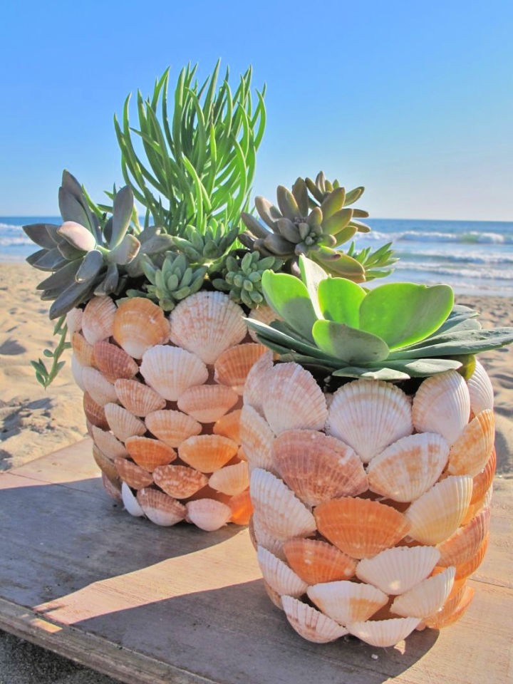 How to Make Sea Shells Succulent