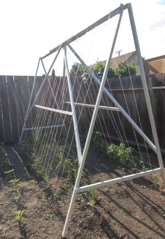 DIY Tomato Trellis