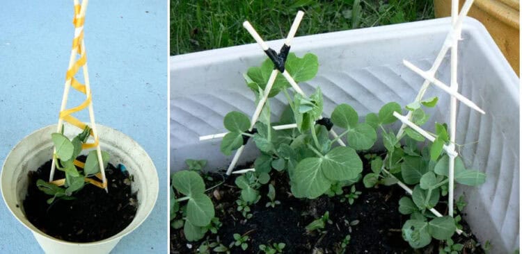 DIY Mini Trellis Tutorial for Climbing Seedlings