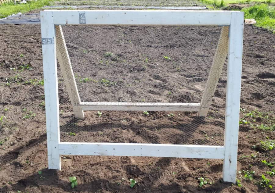diy-cucumber-plants-trellis