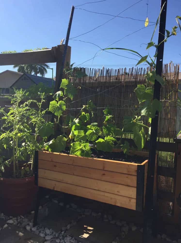 diy-cucumber-trellis-raised-beds