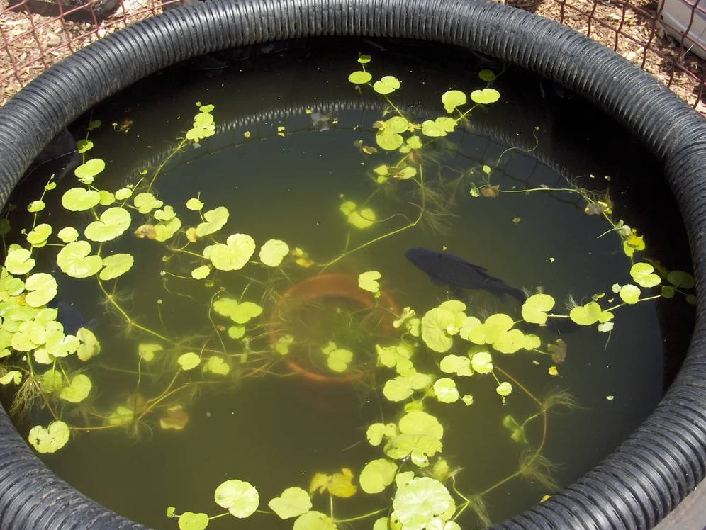Add Plants and Fish